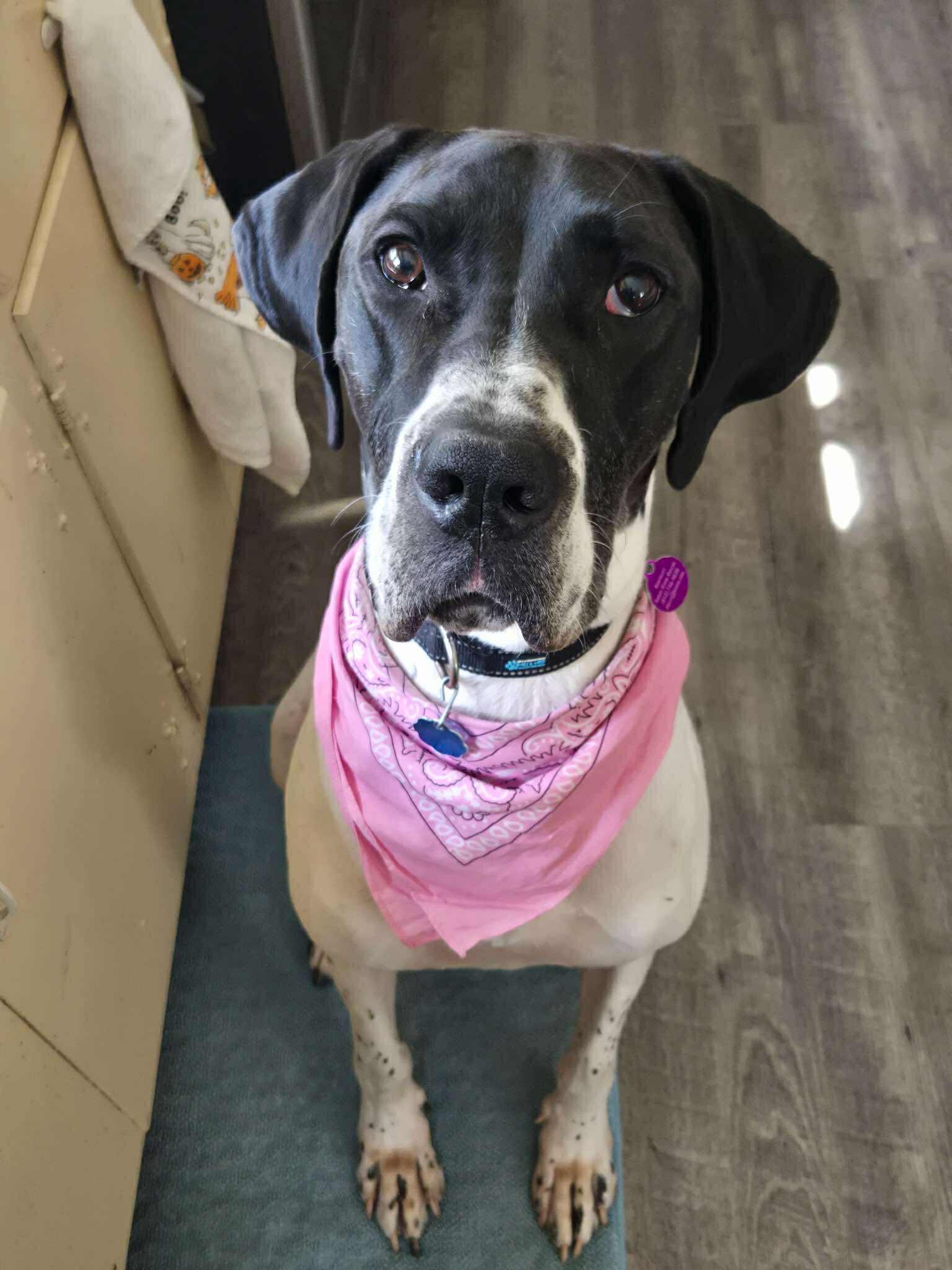 Chloe, Adopted, Adult Female Great Dane.