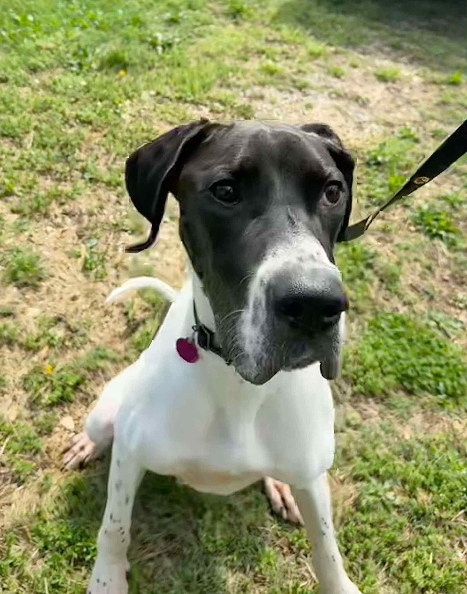 Chloe, a Adopted Great Dane in Frankfort, KY image 2/2