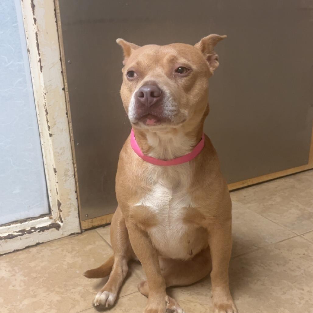 Honey — thumbnail 2