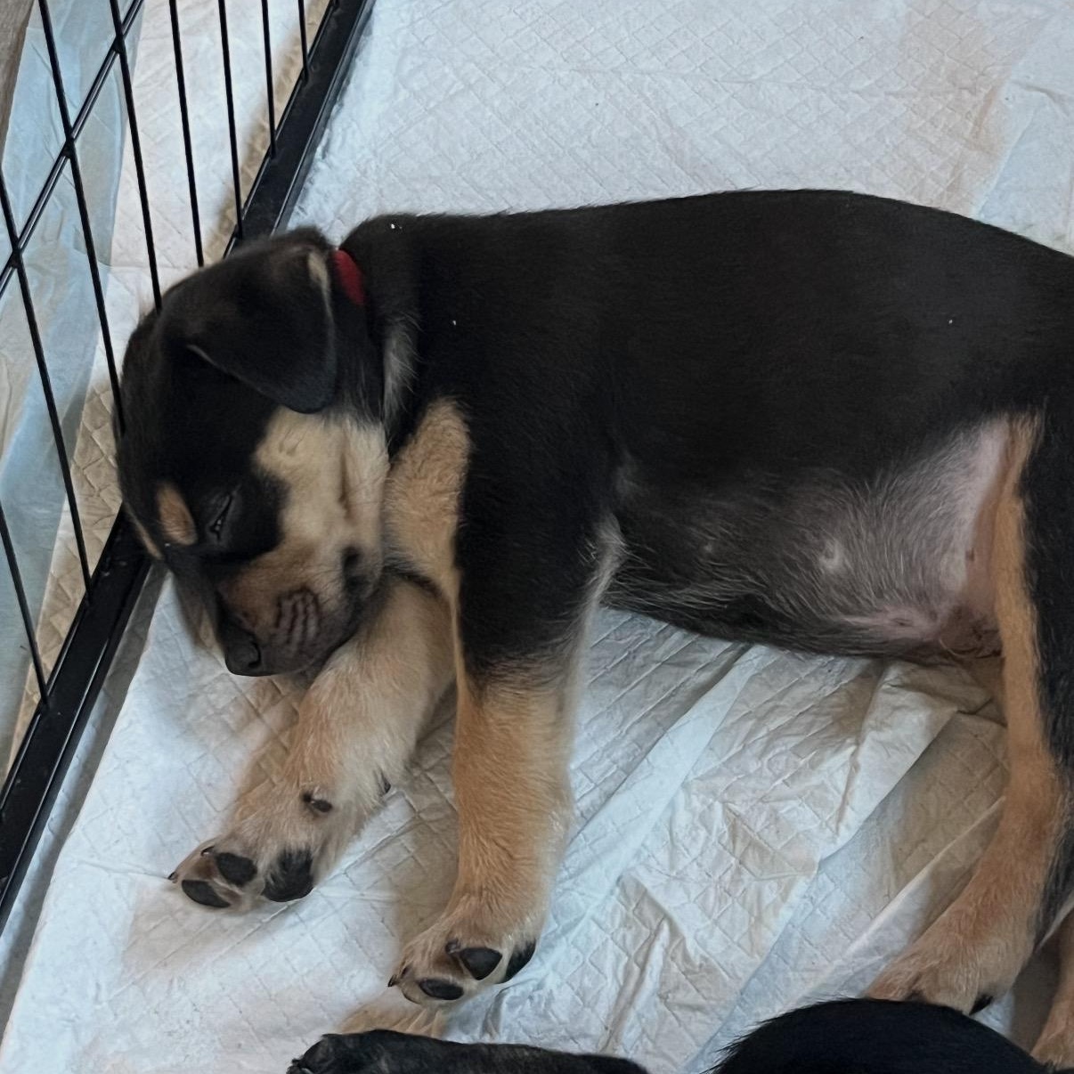 Kirk, a ADOPTABLE mixed breed in Calabash, NC image 3/3