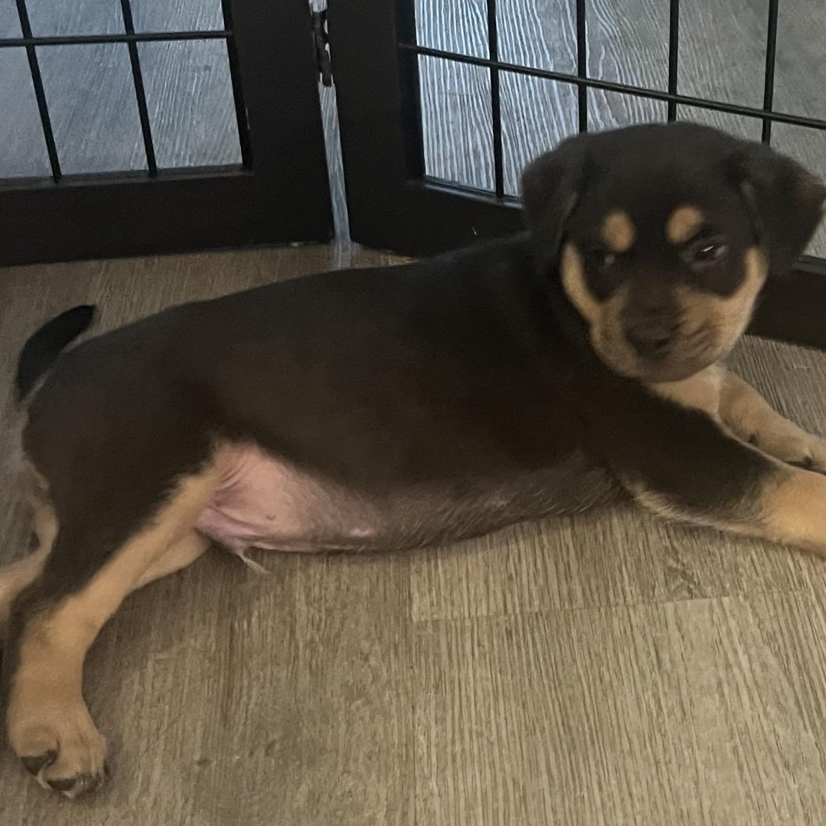 Kirk, a ADOPTABLE mixed breed in Calabash, NC image 2/3