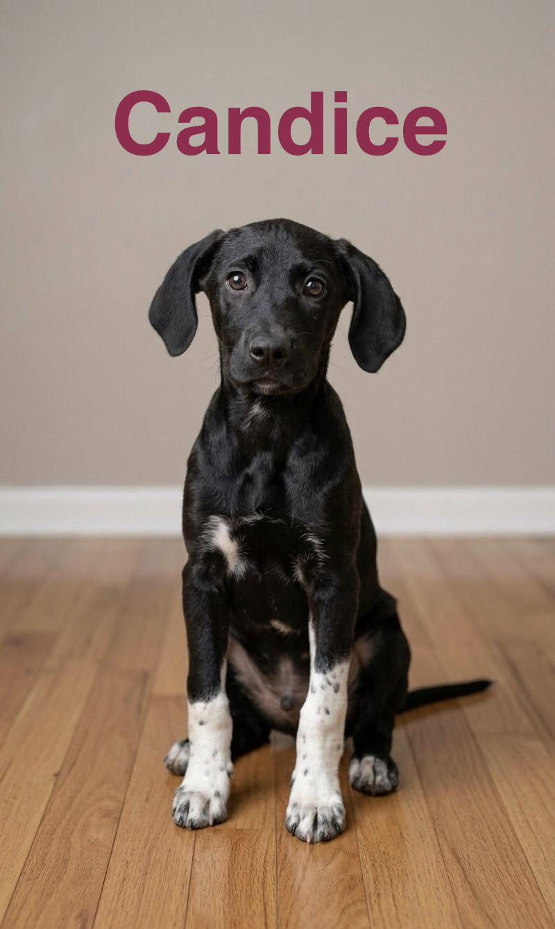 Candice, Adopted, Puppy Female Labrador Retriever & Pointer.