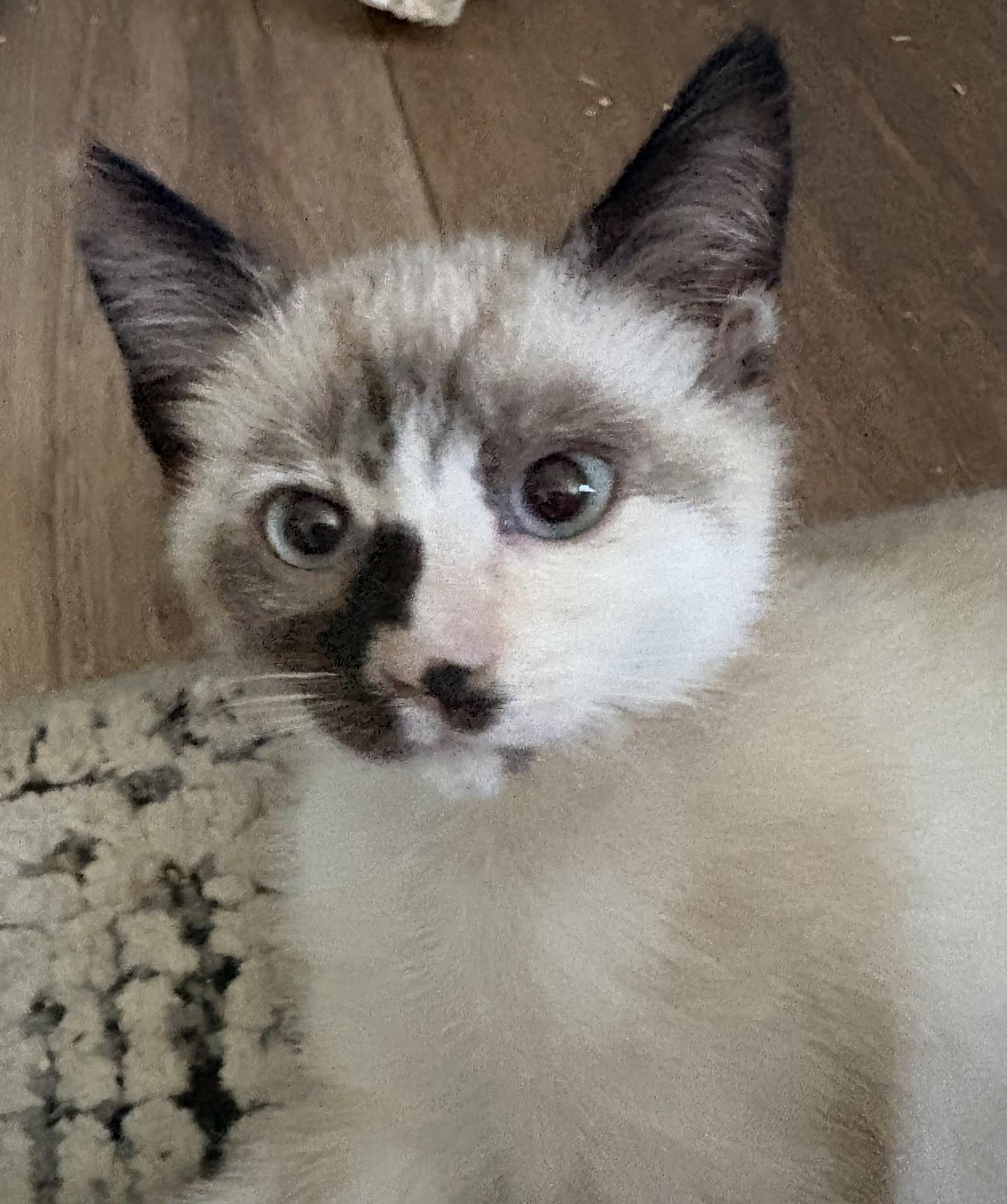 Cloudy, adopted, Kitten Female Domestic Short Hair.