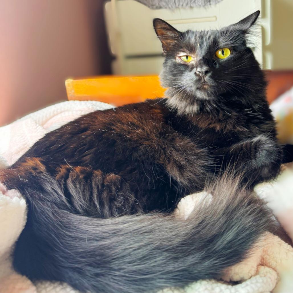Enlarge Astoria, a Adoptable Domestic Long Hair in Springfield, OR image 2/2