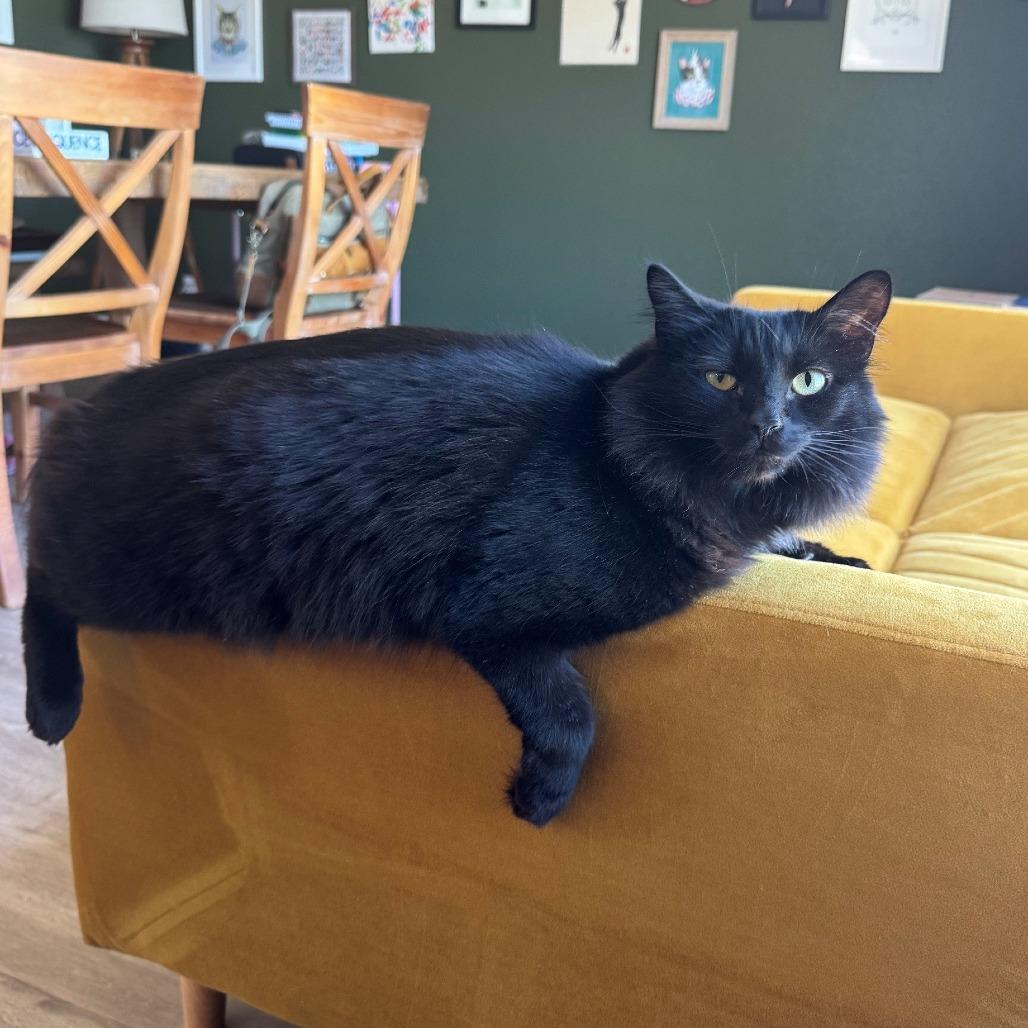 Astoria, a Adoptable Domestic Long Hair in Springfield, OR image 3/4