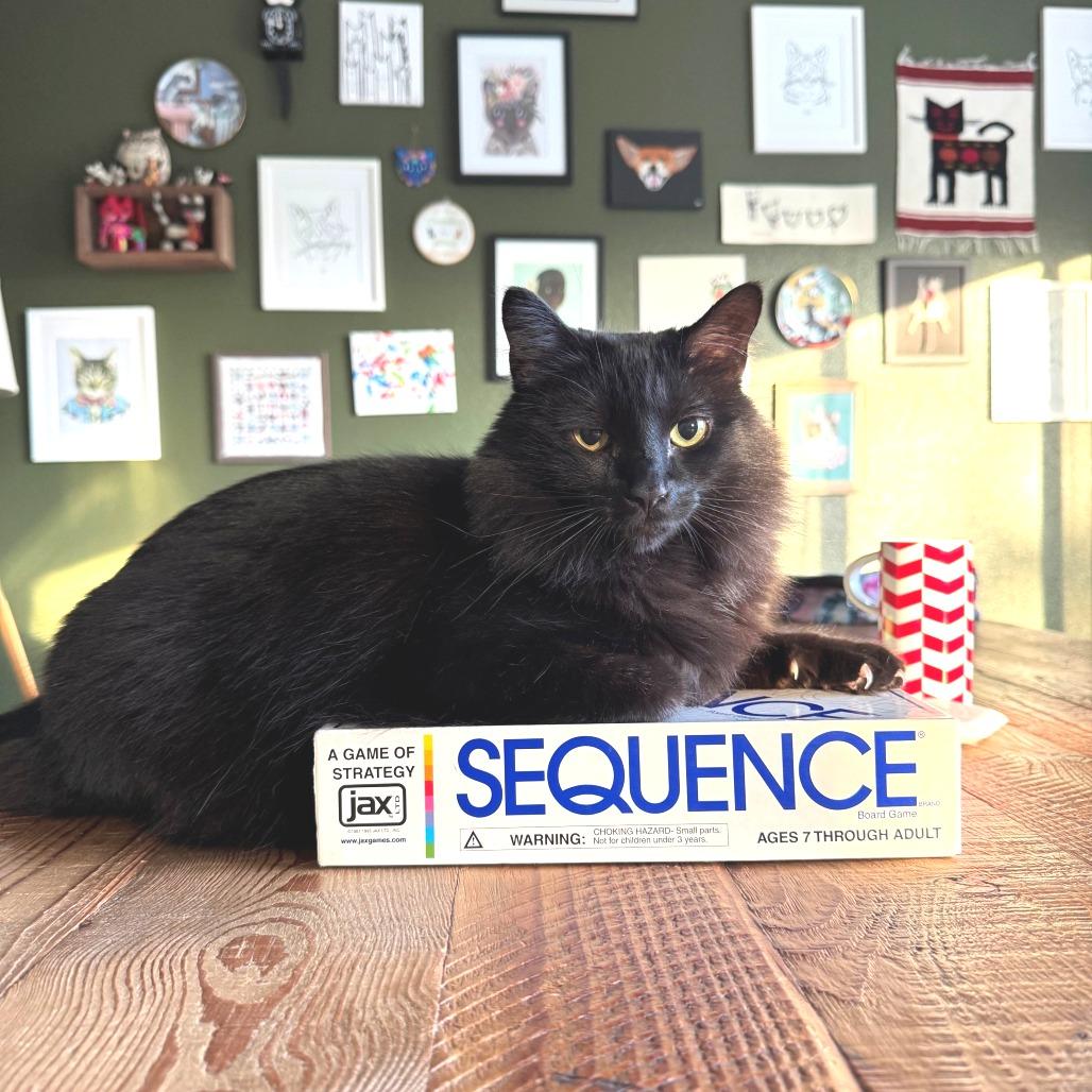 Astoria, a Adoptable Domestic Long Hair in Springfield, OR image 4/4
