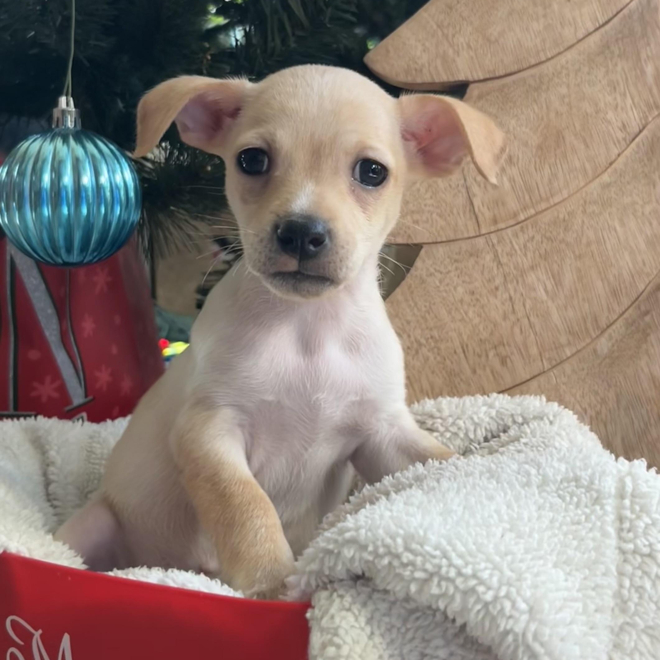 Oliver - Adoptable Pet | Petfinder