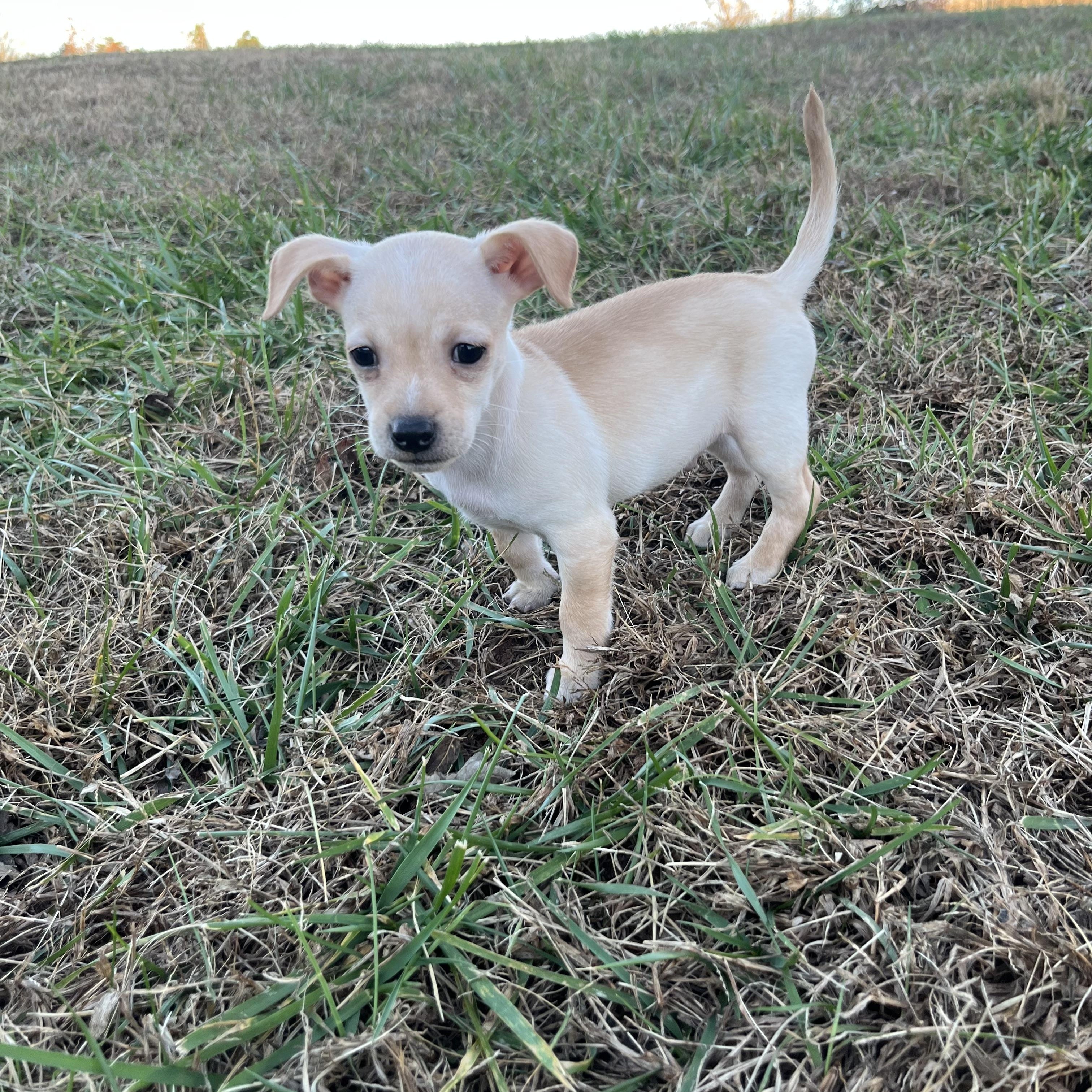 Oliver - Adoptable Pet | Petfinder