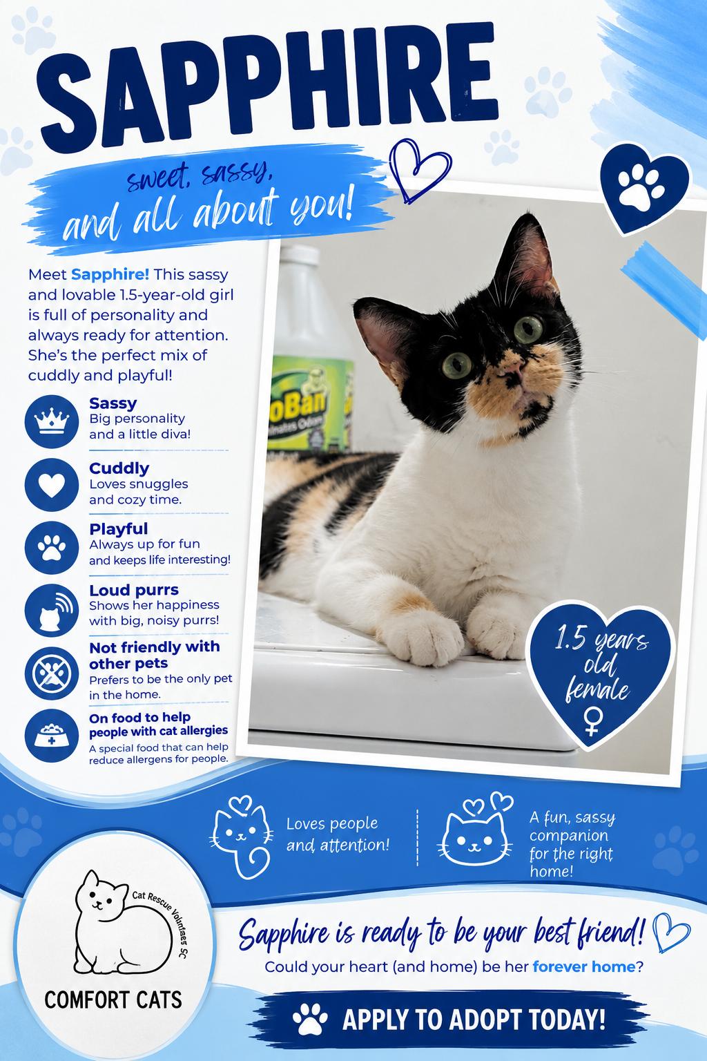 Sapphire, Adoptable, Adult Female Domestic Short Hair.