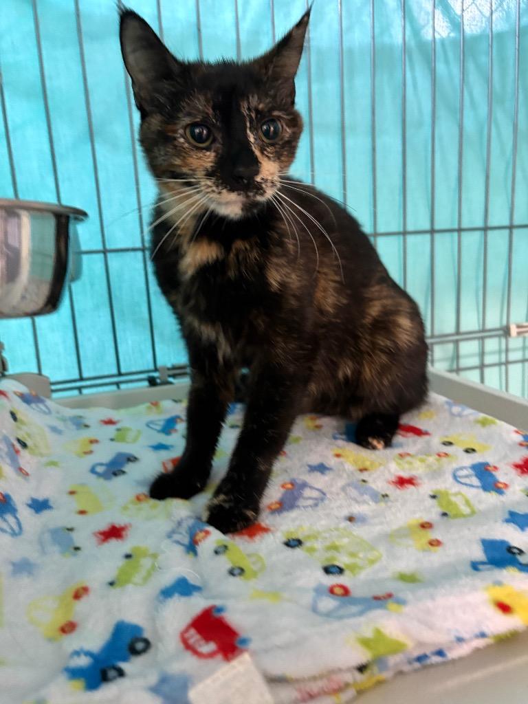 Victoria, Adoptable, Kitten Female Domestic Short Hair.