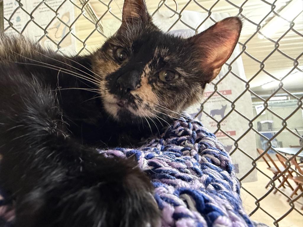 Enlarge Victoria, a Adoptable mixed breed in Waverly, NY image 2/4