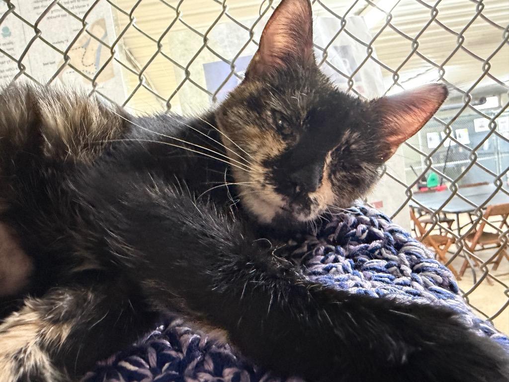 Enlarge Victoria, a Adoptable mixed breed in Waverly, NY image 3/4