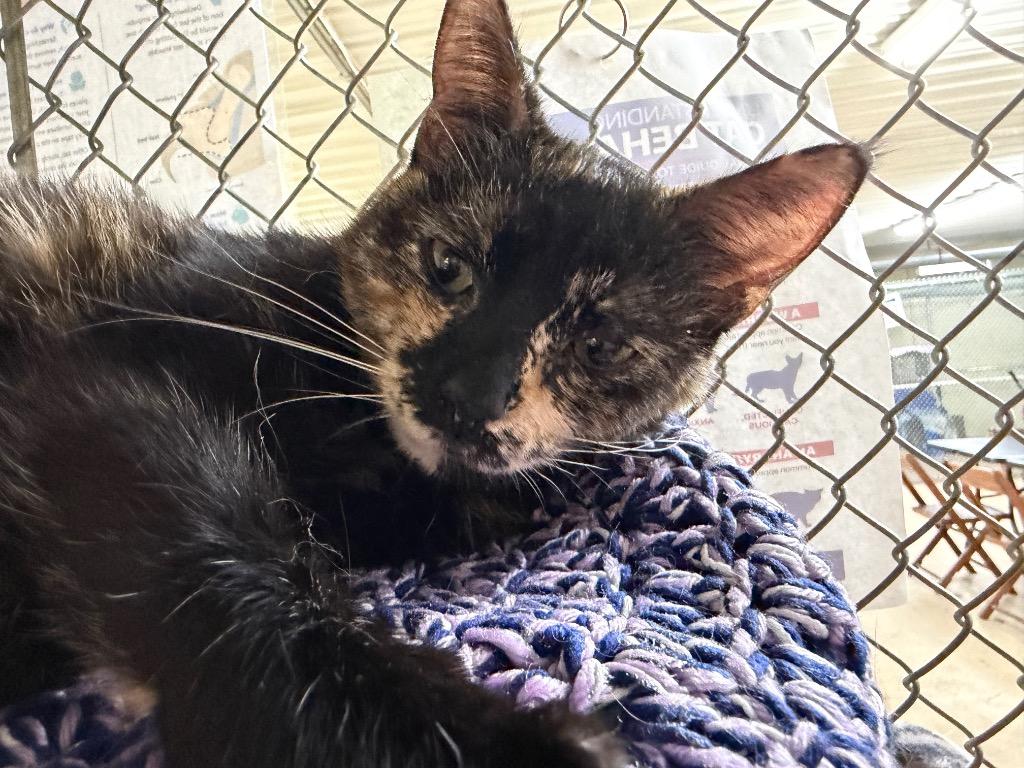 Enlarge Victoria, a Adoptable mixed breed in Waverly, NY image 4/4