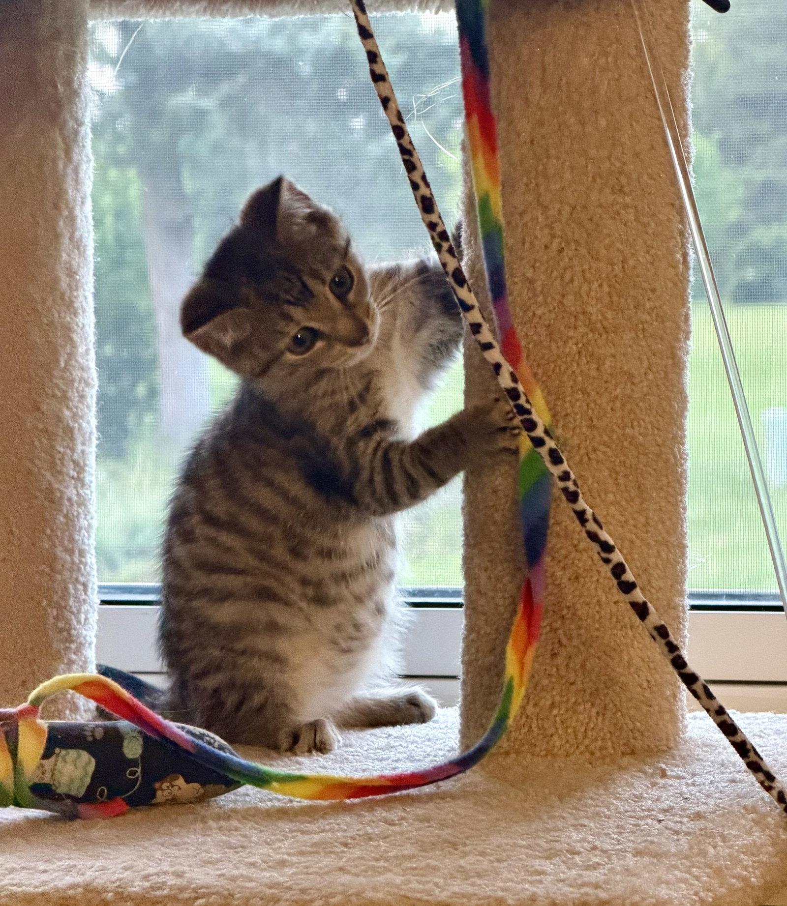 Sangria, Adopted, Kitten Female Domestic Short Hair.