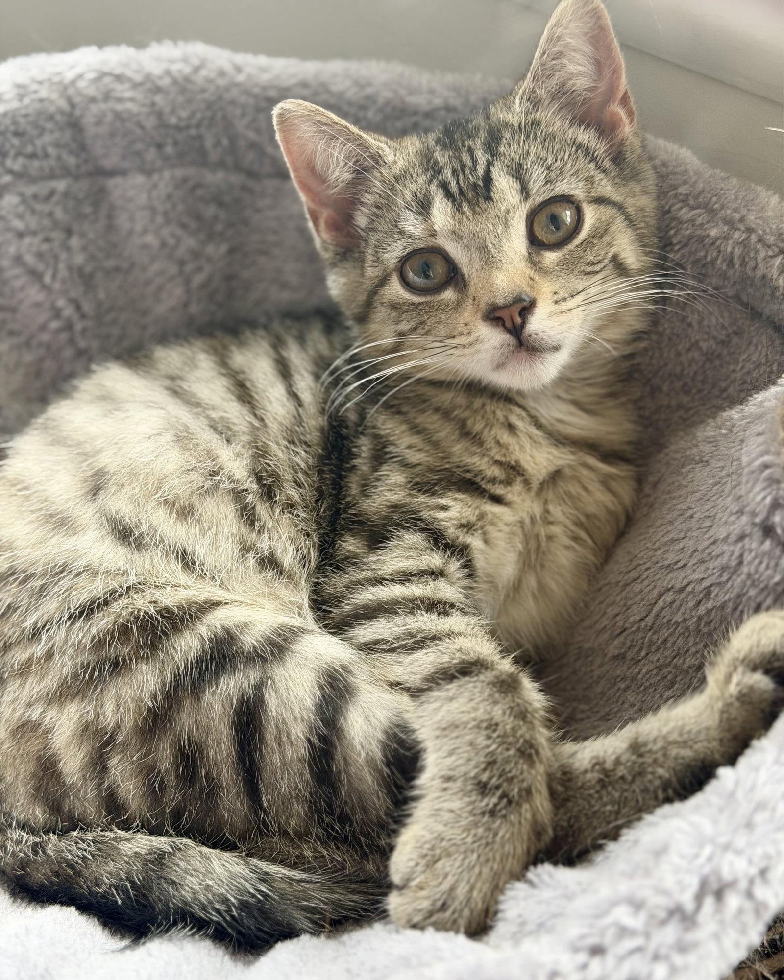 Enlarge Sangria, a Adopted Domestic Short Hair in Gettysburg, PA image 2/3