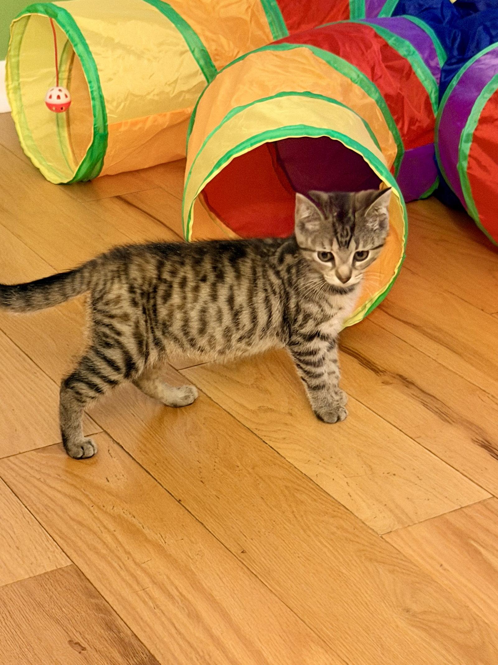 Enlarge Sangria, a Adopted Domestic Short Hair in Gettysburg, PA image 3/3