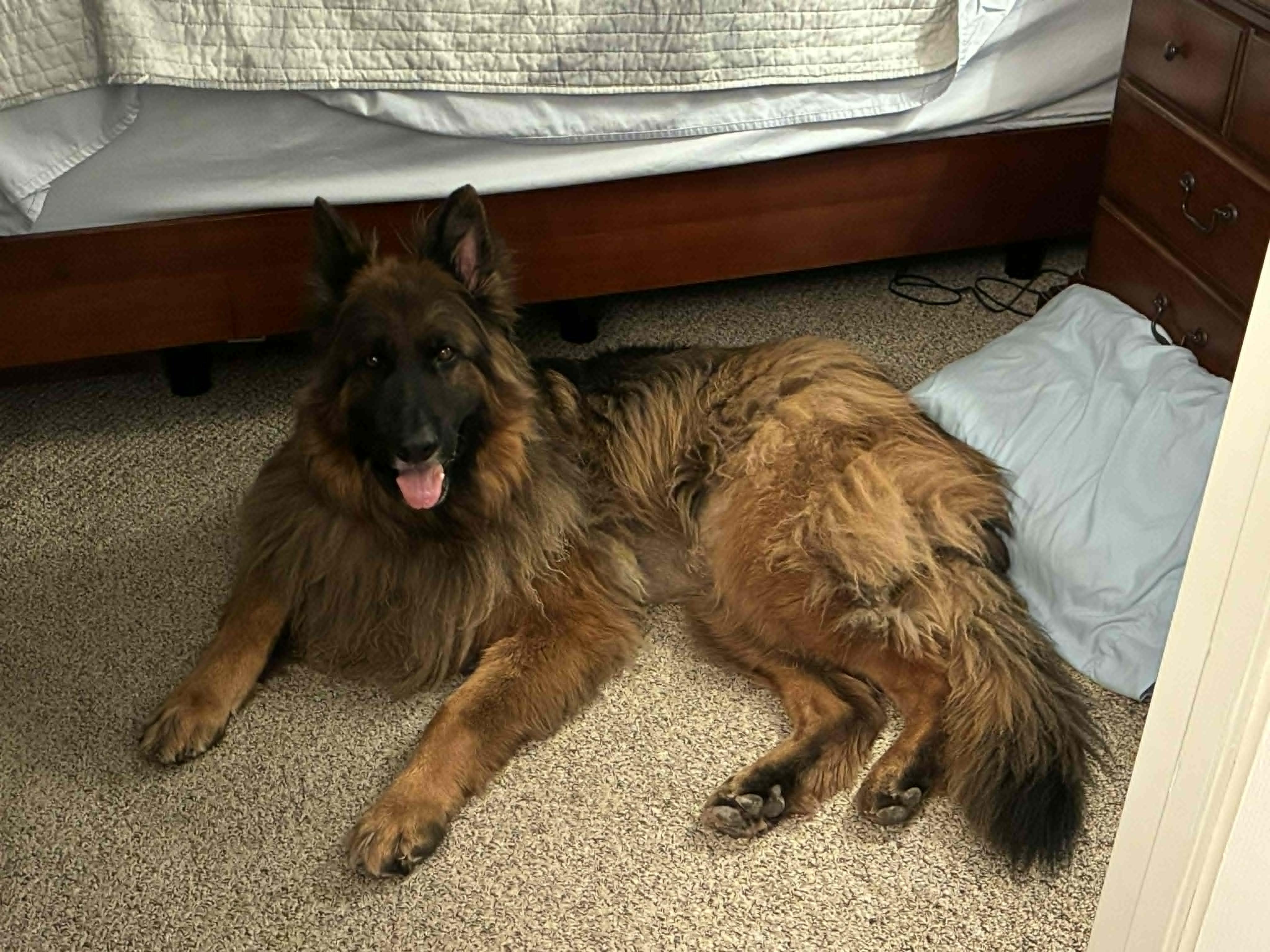 Ripper, a ADOPTABLE German Shepherd Dog in Glendale, AZ image 5/6