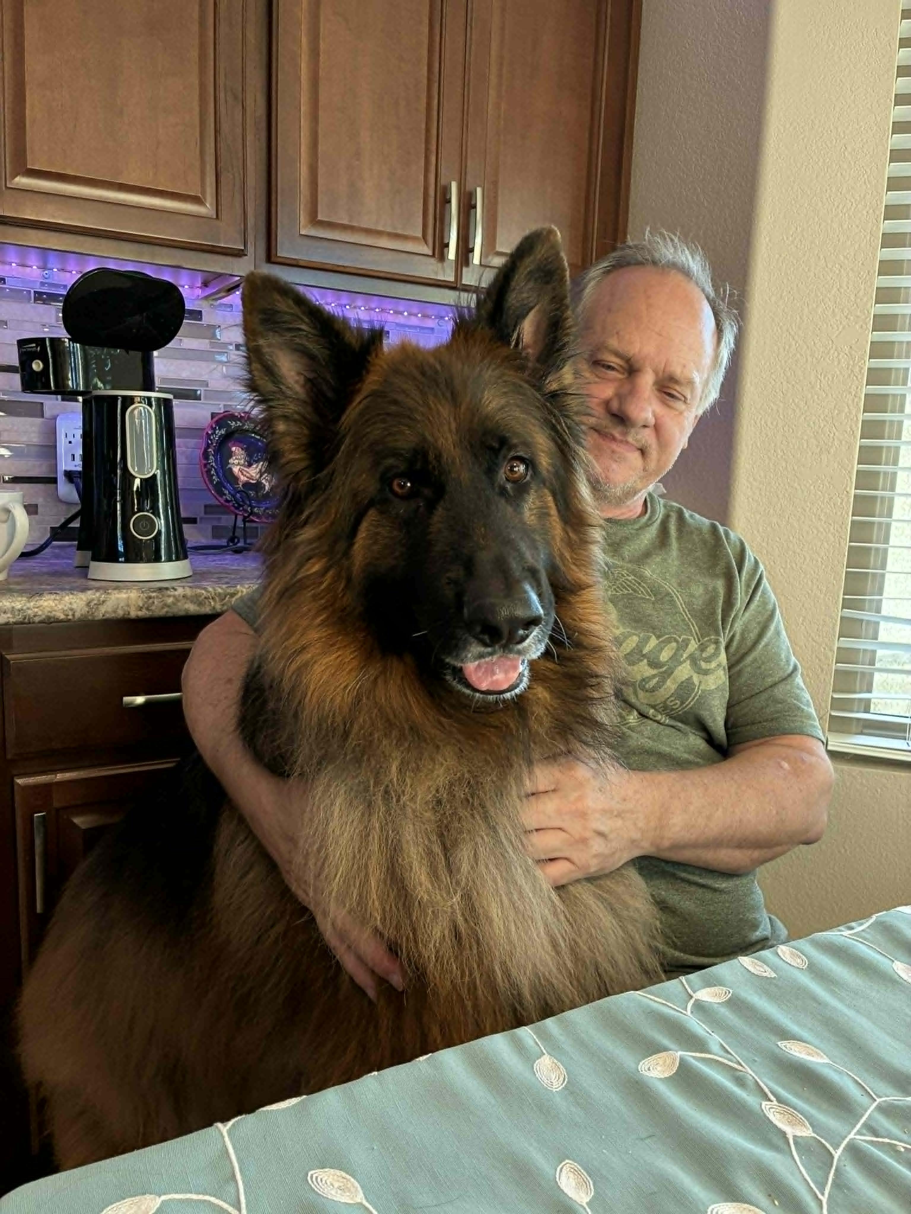 Ripper, a ADOPTABLE German Shepherd Dog in Glendale, AZ image 4/6
