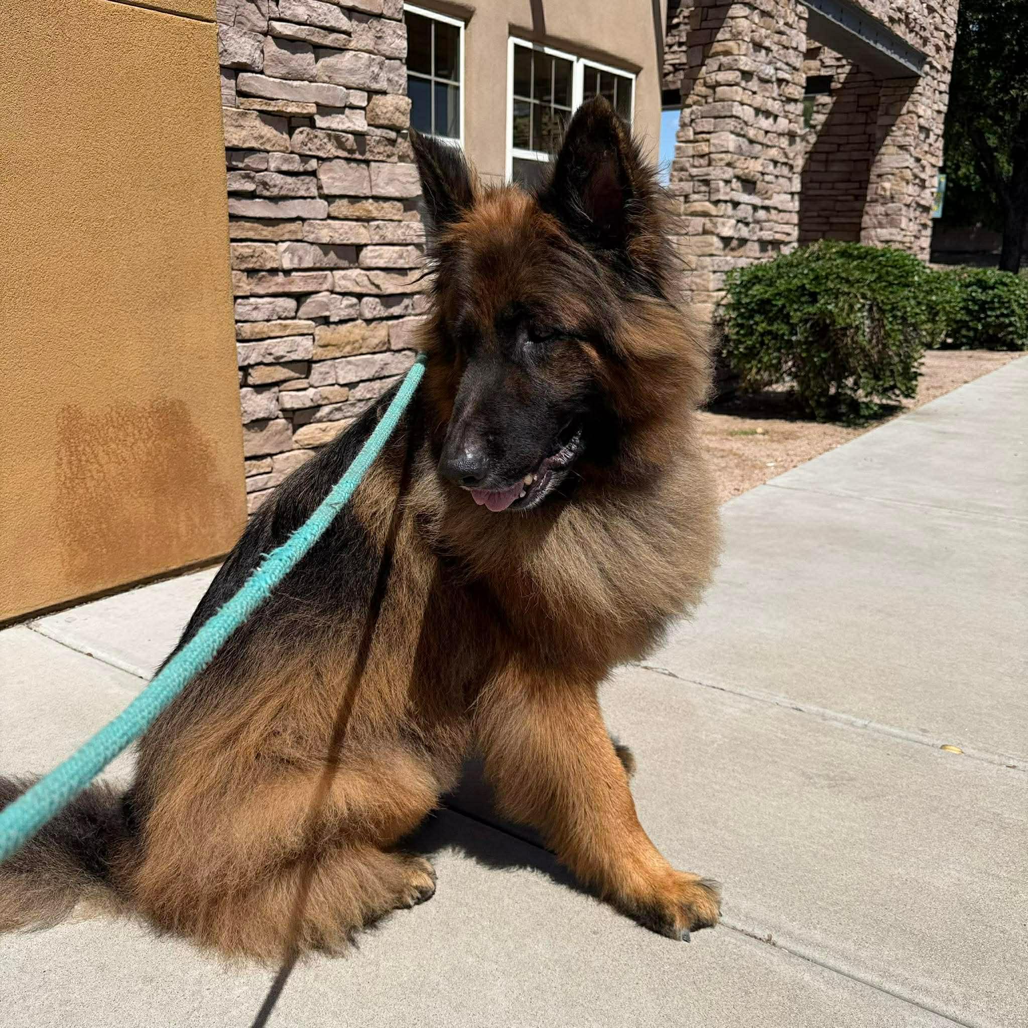 Ripper, a ADOPTABLE German Shepherd Dog in Glendale, AZ image 3/6