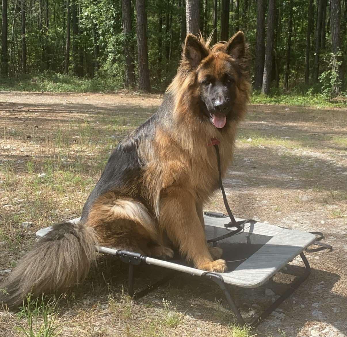 Enlarge Ripper, a ADOPTABLE German Shepherd Dog in Glendale, AZ image 1/1