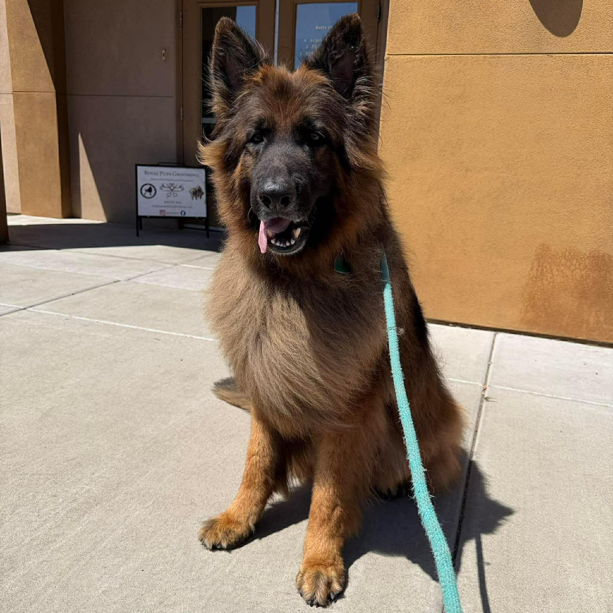 Ripper, ADOPTABLE, Adult Male German Shepherd Dog.