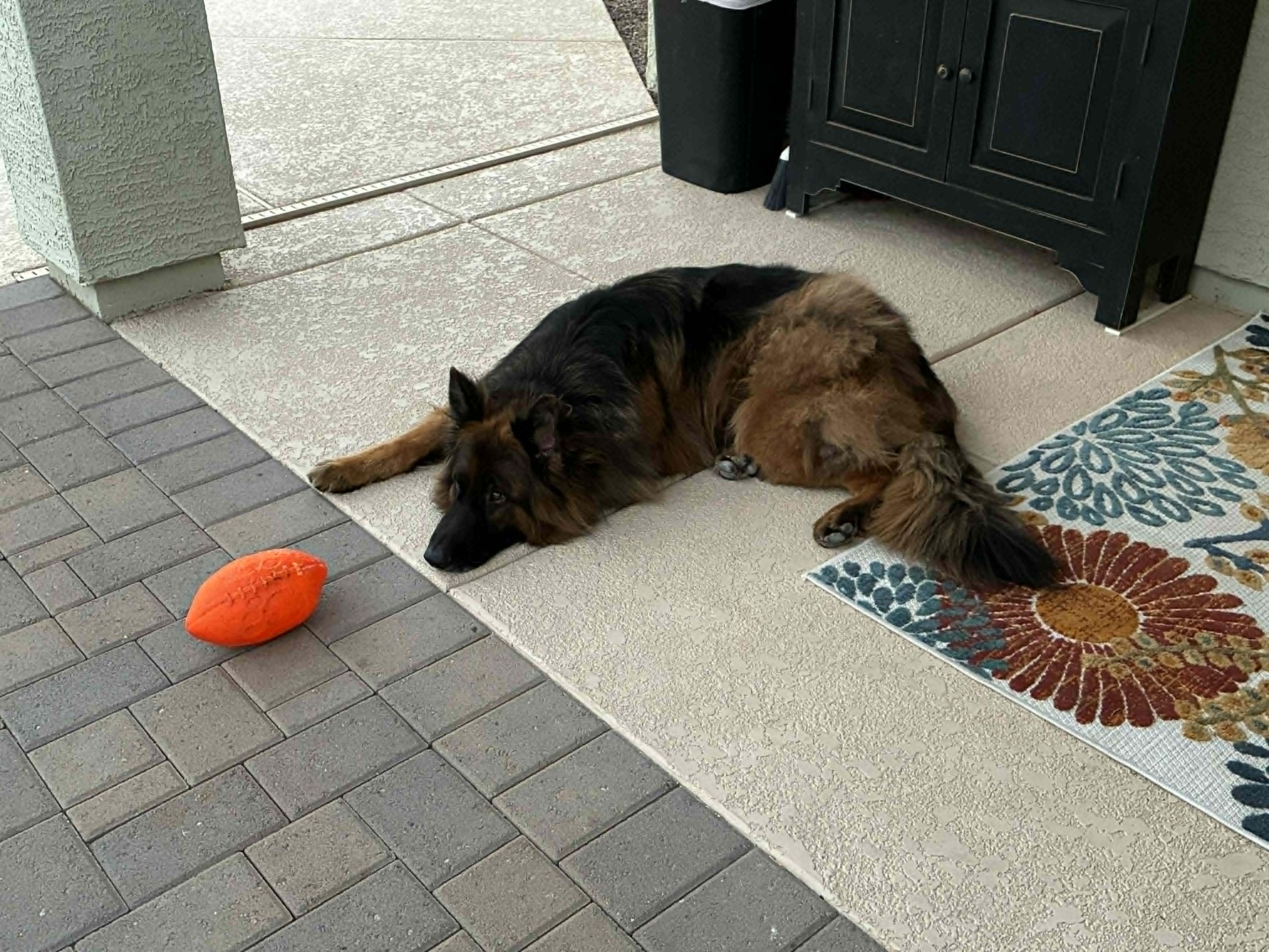 Ripper, a ADOPTABLE German Shepherd Dog in Glendale, AZ image 6/6