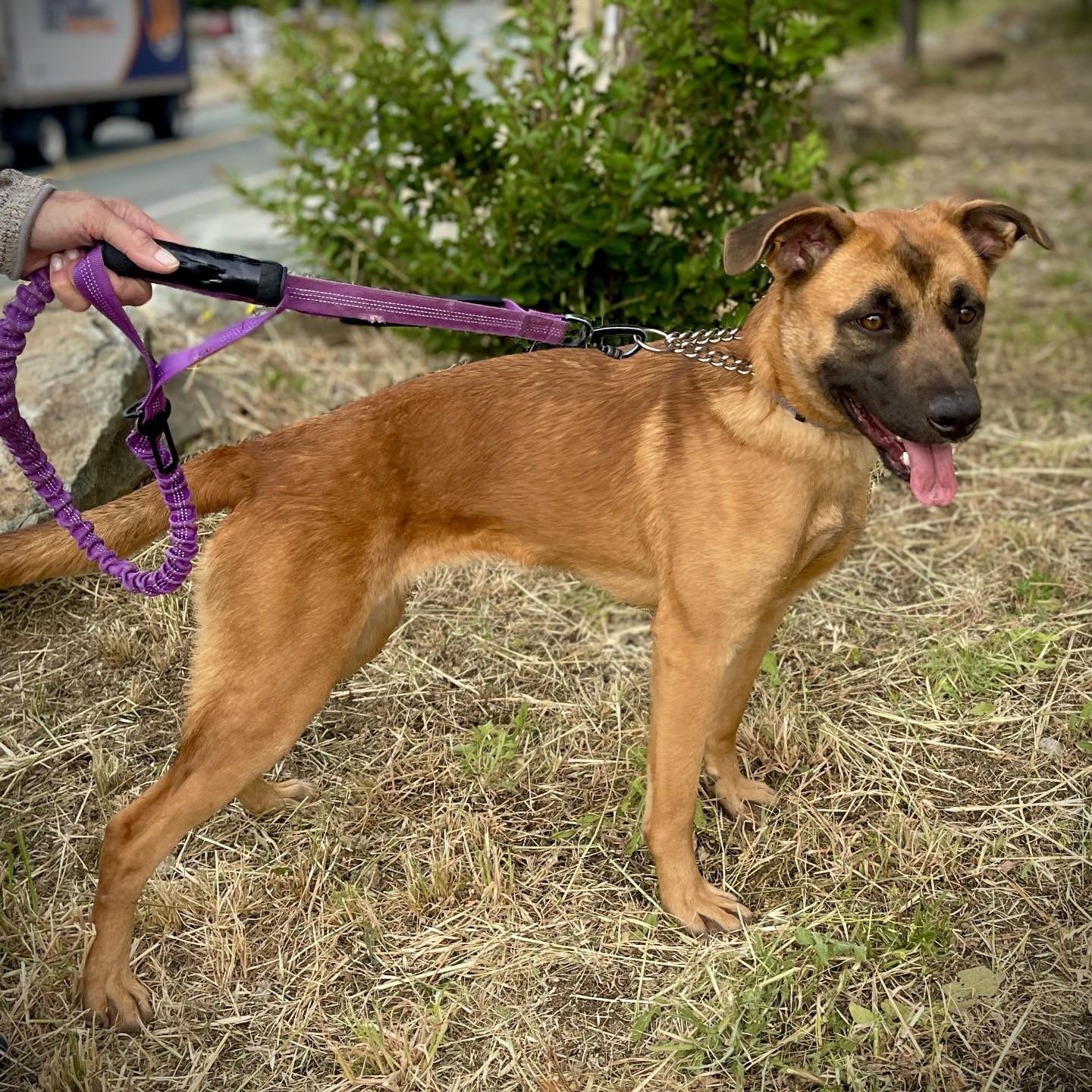 Lacy, a ADOPTABLE mixed breed in San Andreas, CA image 2/4