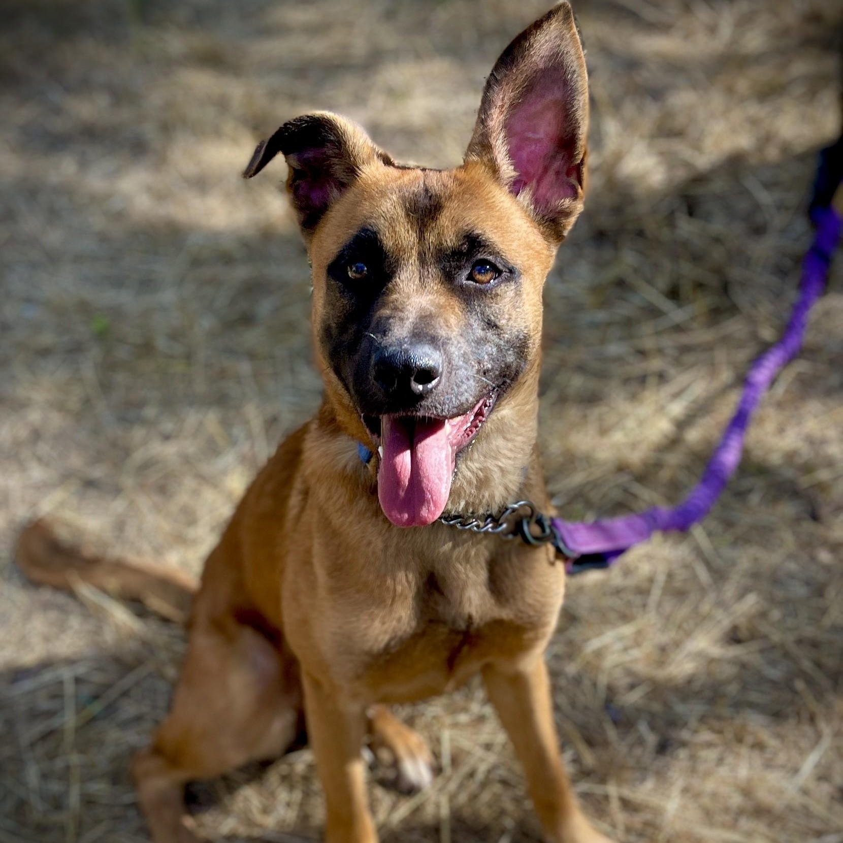 Lacy, ADOPTABLE, Young Female Belgian Shepherd / Malinois.