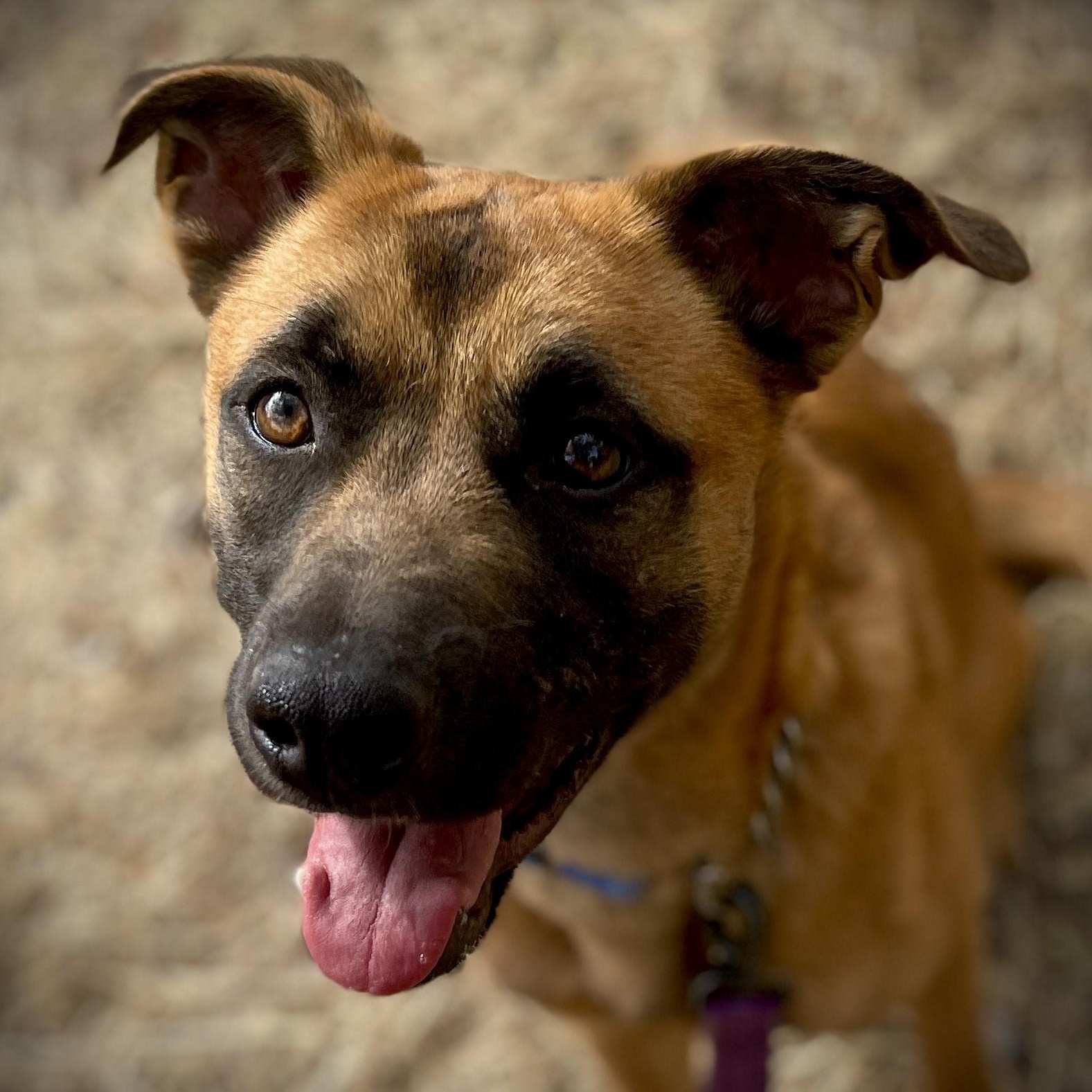 Lacy, a ADOPTABLE mixed breed in San Andreas, CA image 3/4