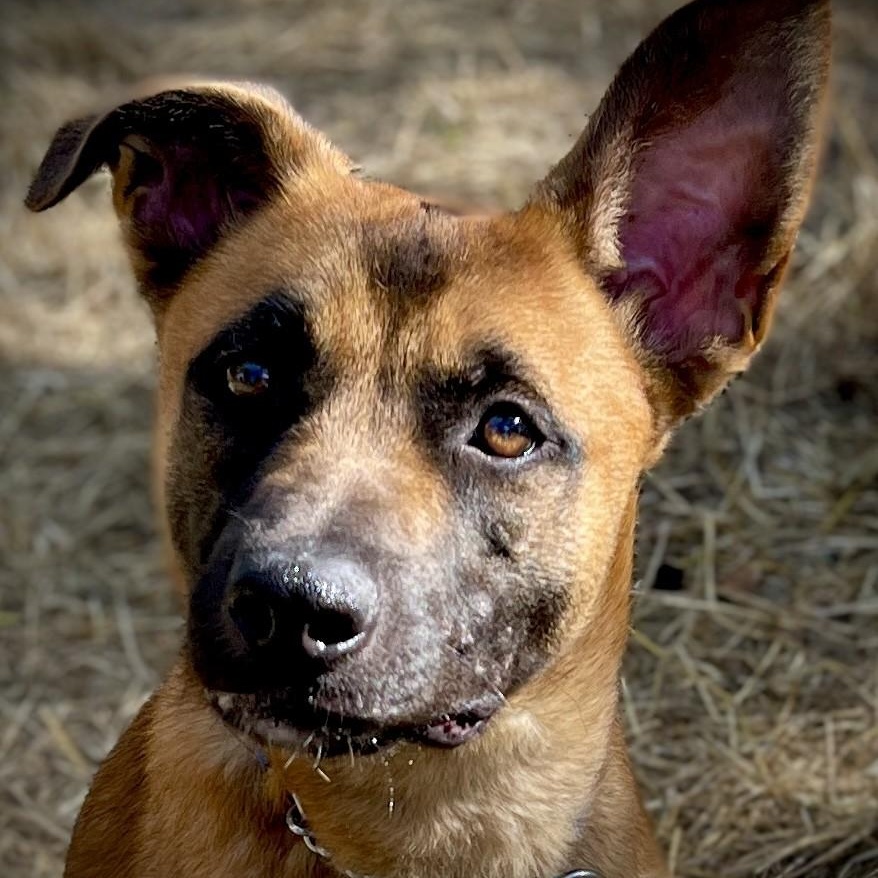 Lacy, a ADOPTABLE mixed breed in San Andreas, CA image 4/4