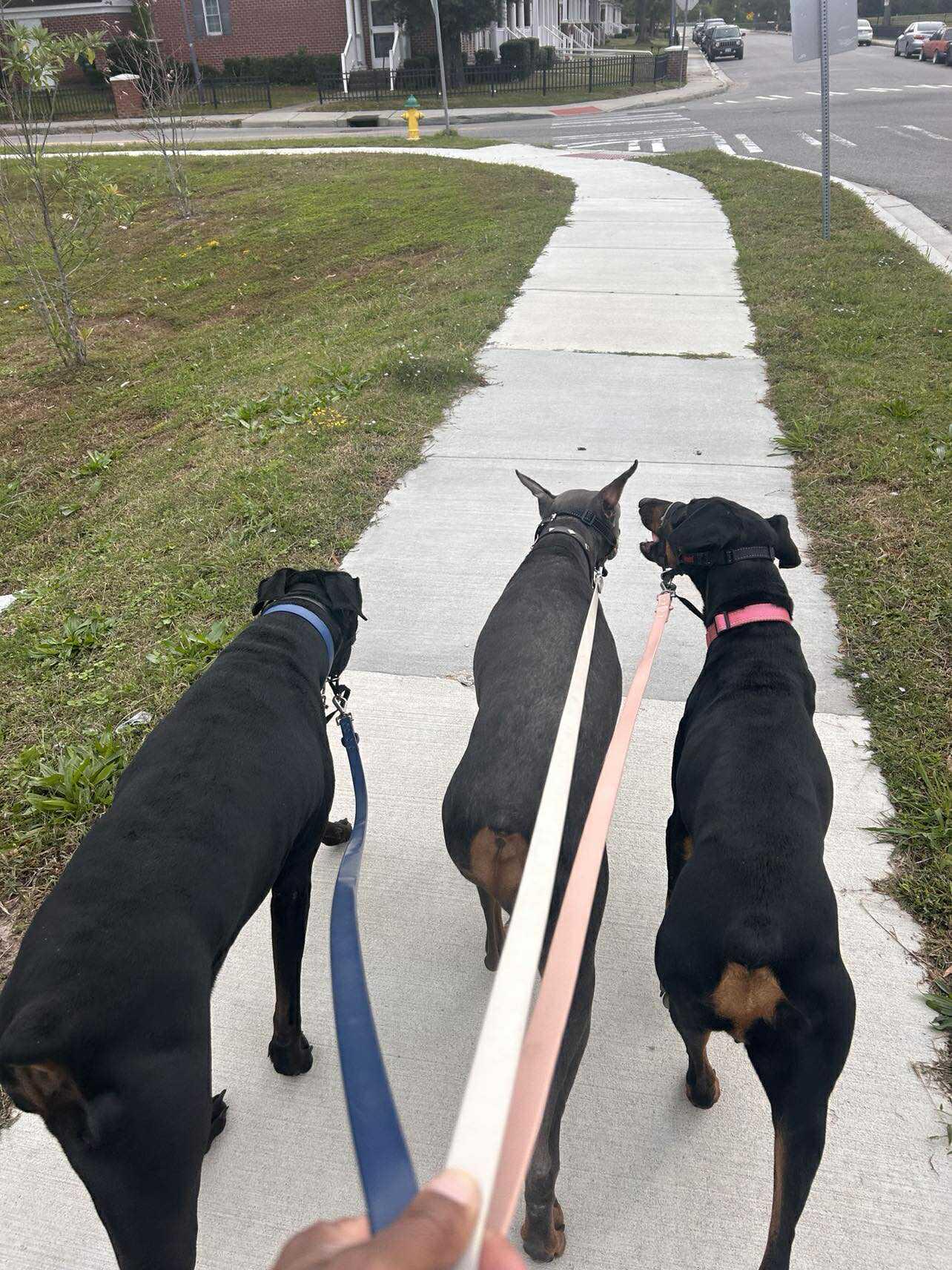 Enlarge Tatum, an adoptable Doberman Pinscher in Durham, NC image 1/4