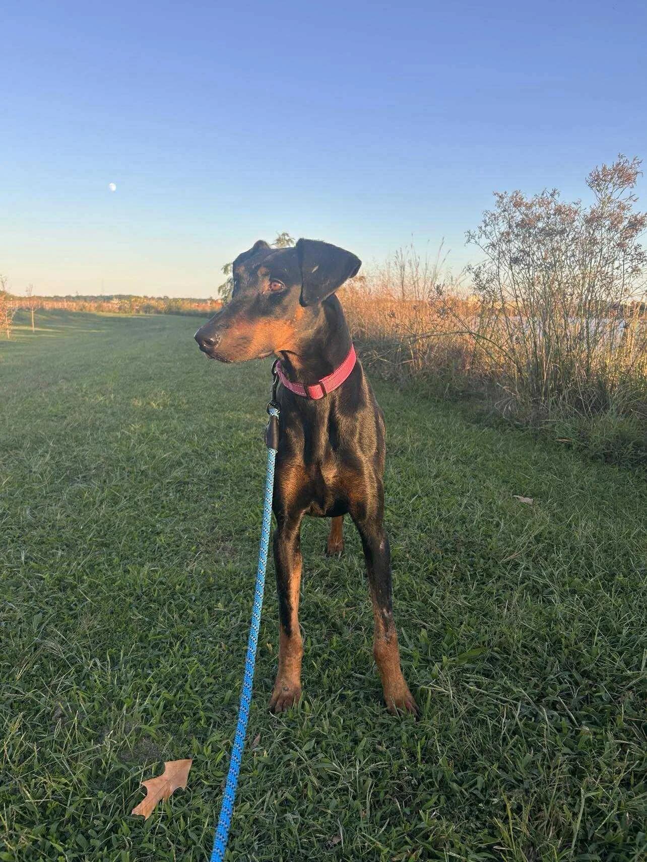 Enlarge Tatum, an adoptable Doberman Pinscher in Durham, NC image 2/4