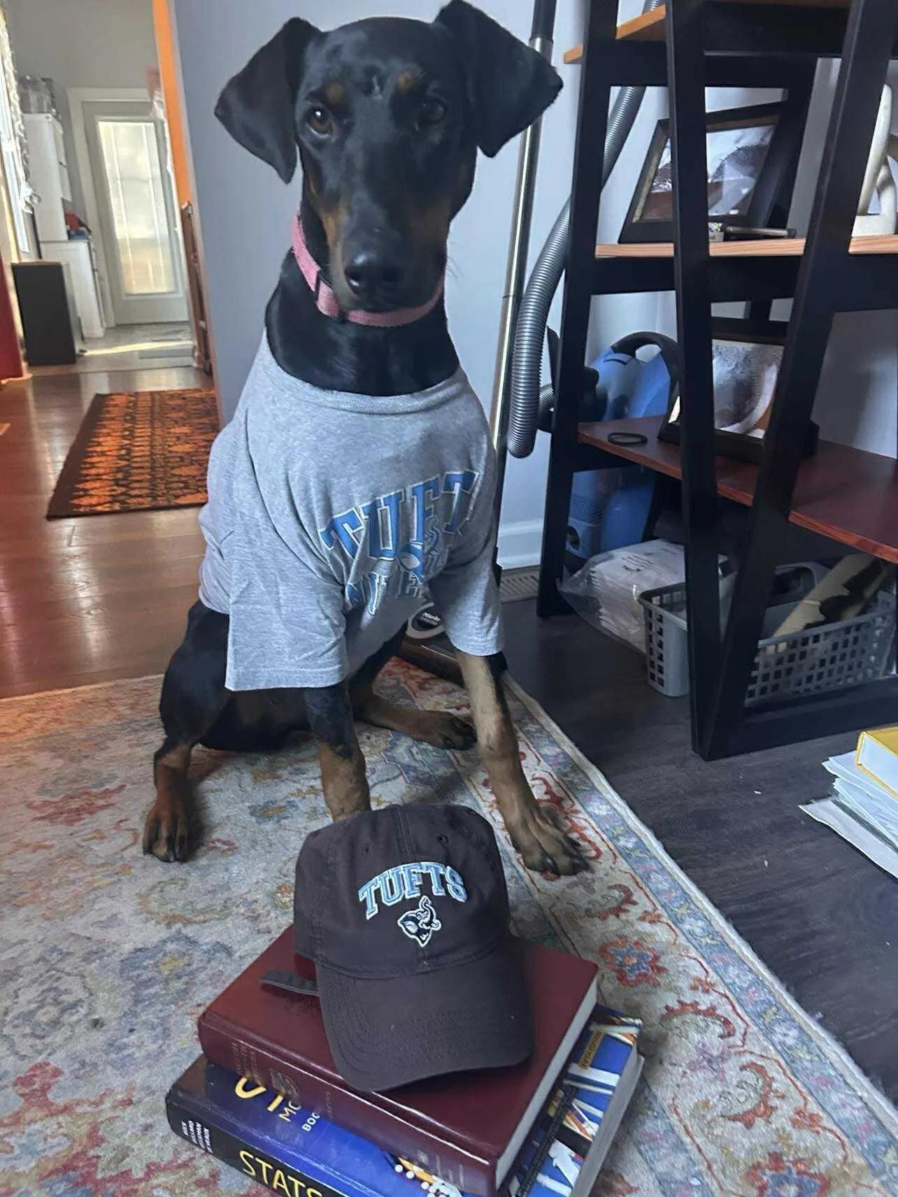 Tatum, ADOPTABLE, Adult Female Doberman Pinscher.