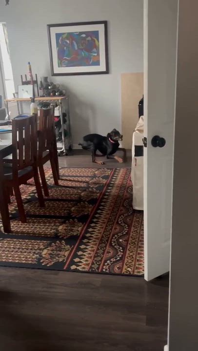 Enlarge Tatum, an adoptable Doberman Pinscher in Durham, NC video 4/4