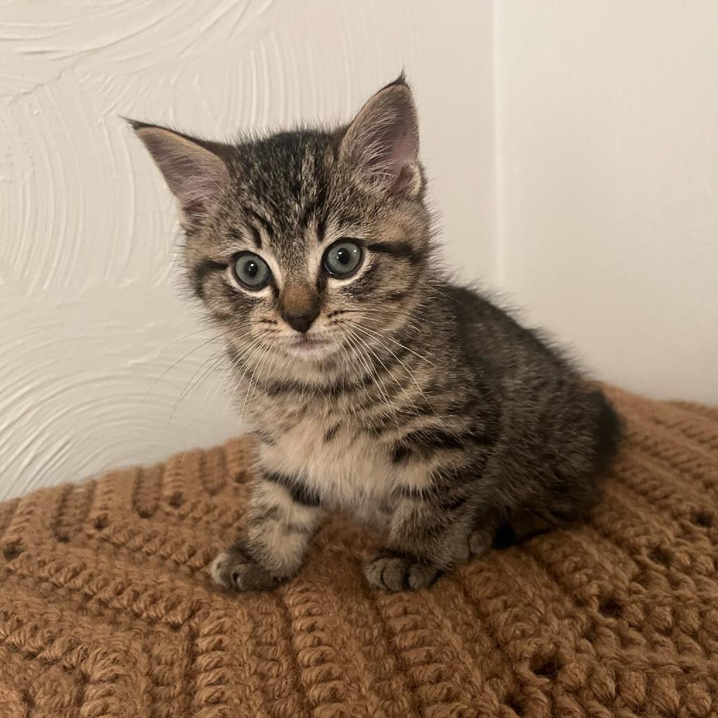 Enlarge Gobbles, a Adoptable Domestic Short Hair in Warren, PA image 1/1