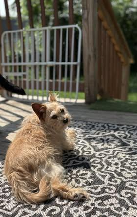 Binx, an adoptable Terrier in Watertown, WI, 53094 | Photo Image 3