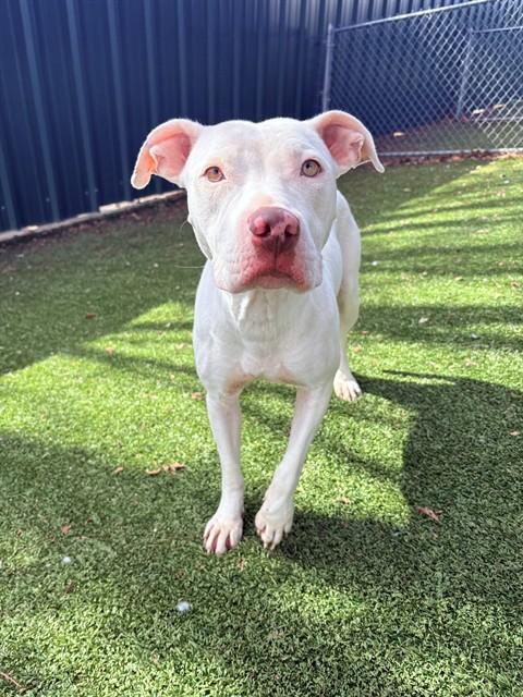 STORM, Adoptable, Adult Female Pit Bull Terrier.