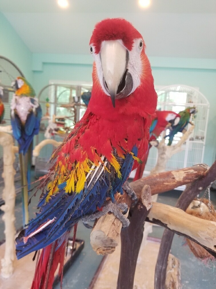 Enlarge Bruno, a Adoptable Macaw in Blairstown, NJ image 1/2