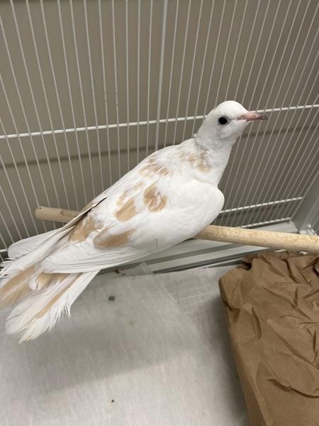 Enlarge Harp (Cage 1), a Adoptable mixed breed in Stratham, NH image 1/1