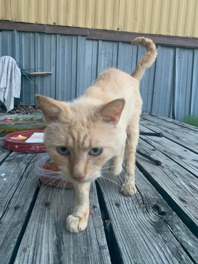 Enlarge Romeo, a Adopted Domestic Short Hair in Cameron, TX image 1/1