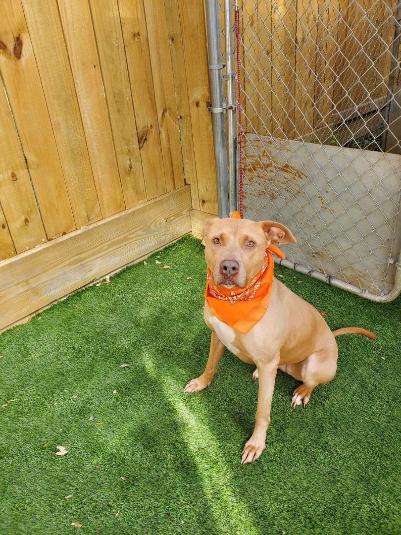 Cali — thumbnail 3