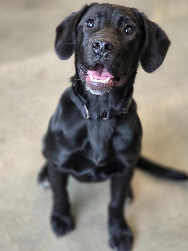 Enlarge Evie [Rescue Name; Vanellope 26-16111], a Adopted mixed breed in Minot, ND image 1/4