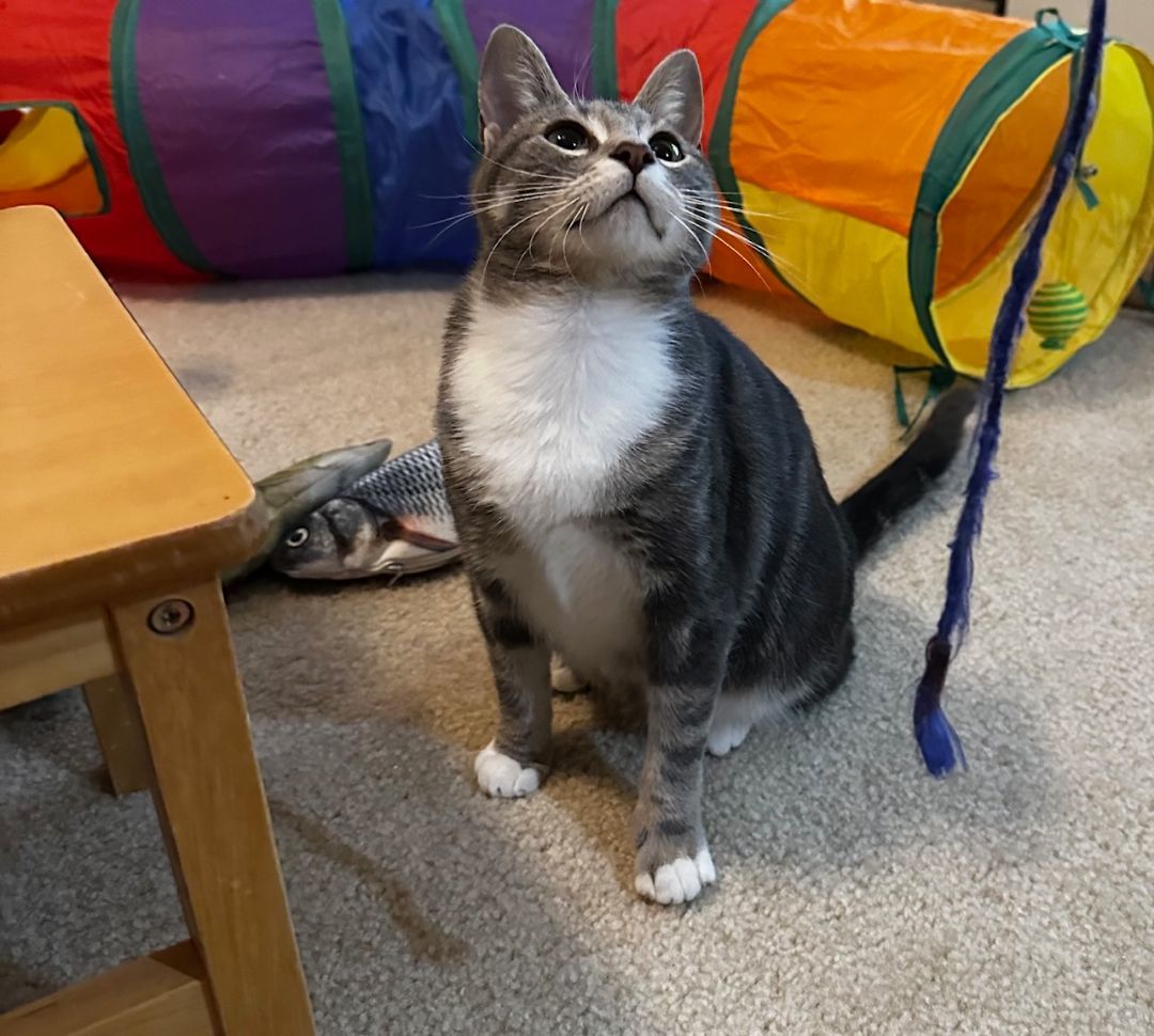 Courtesy Listing-Maple, Adoptable, Young Male Tiger.