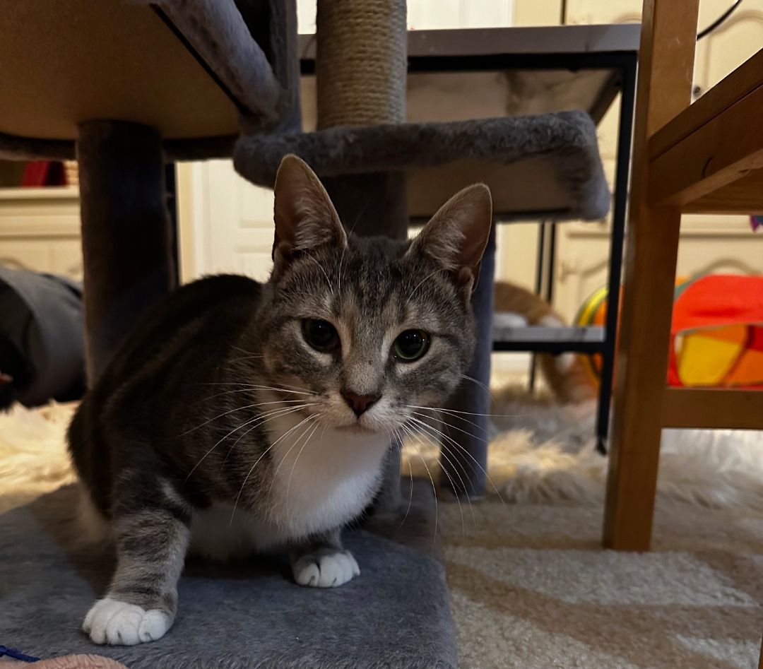 Courtesy Listing-Maple, a Adoptable Tiger in Carthage, NC image 2/2