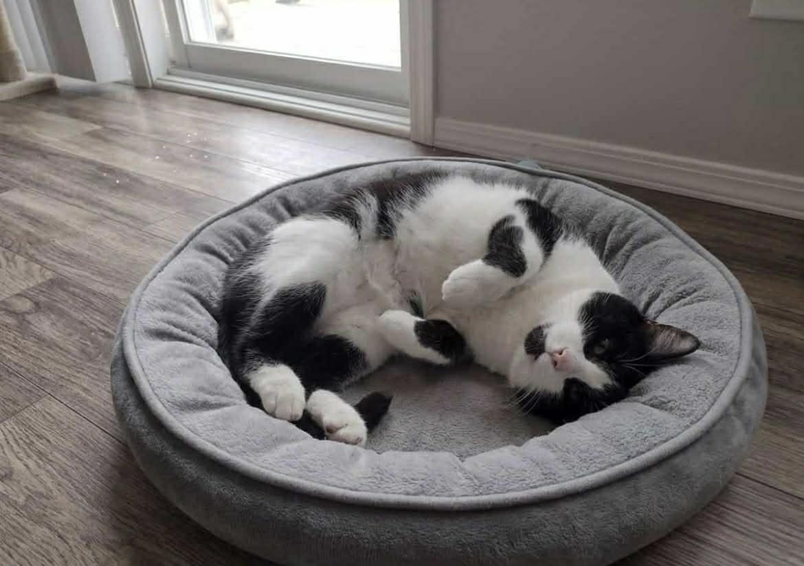 Enlarge Grover @ Livonia PetSmart, a Adoptable Domestic Short Hair in Livonia, MI image 2/5