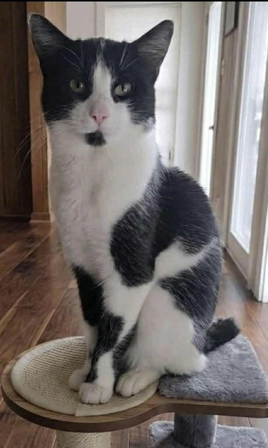 Enlarge Grover @ Livonia PetSmart, a Adoptable Domestic Short Hair in Livonia, MI image 3/5