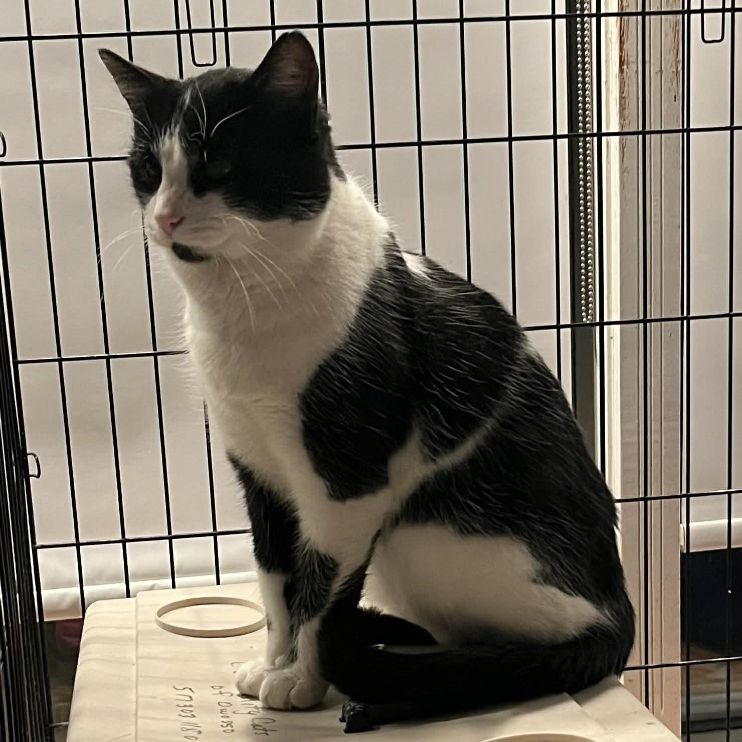 Enlarge Grover @ Livonia PetSmart, a Adoptable Domestic Short Hair in Livonia, MI image 4/5