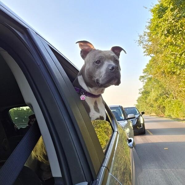 Tootsie Roll Your Happy Hippo — thumbnail 4