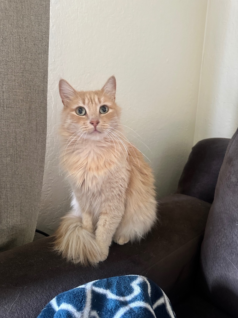 Enlarge Gypsy, a Adopted Domestic Long Hair in Fresno, CA image 1/1