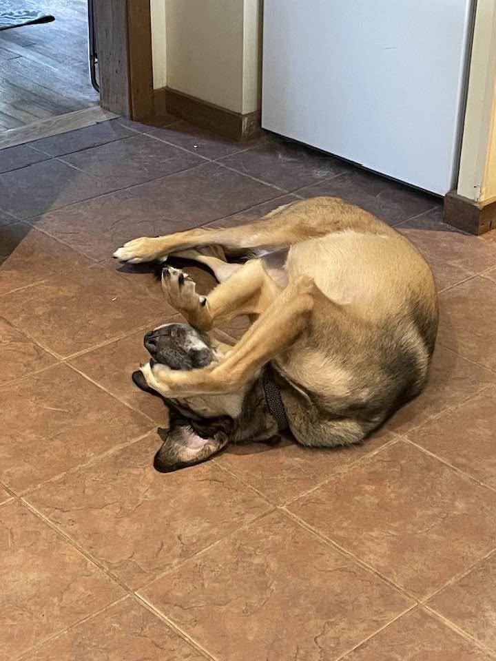 Mack, Adoptable, Adult Male Great Pyrenees.